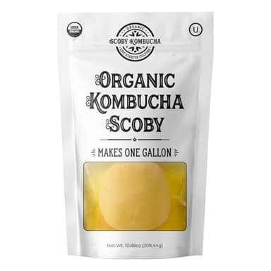 Kombucha Scoby biologique - Culture de Kombucha - Scoby Kombucha