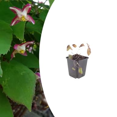 Epimedium rubrum | 12 pièces - 10-25cm - Ø9cm - Plante de jardin