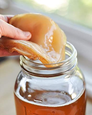 Organic Kombucha Scoby - Live Culture by Dpnamron